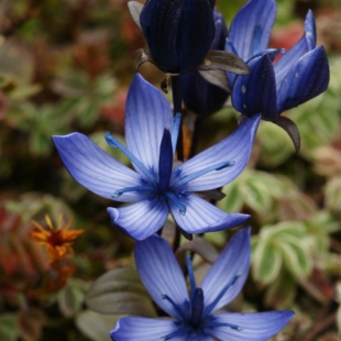 Lomatogonium carinthiacum